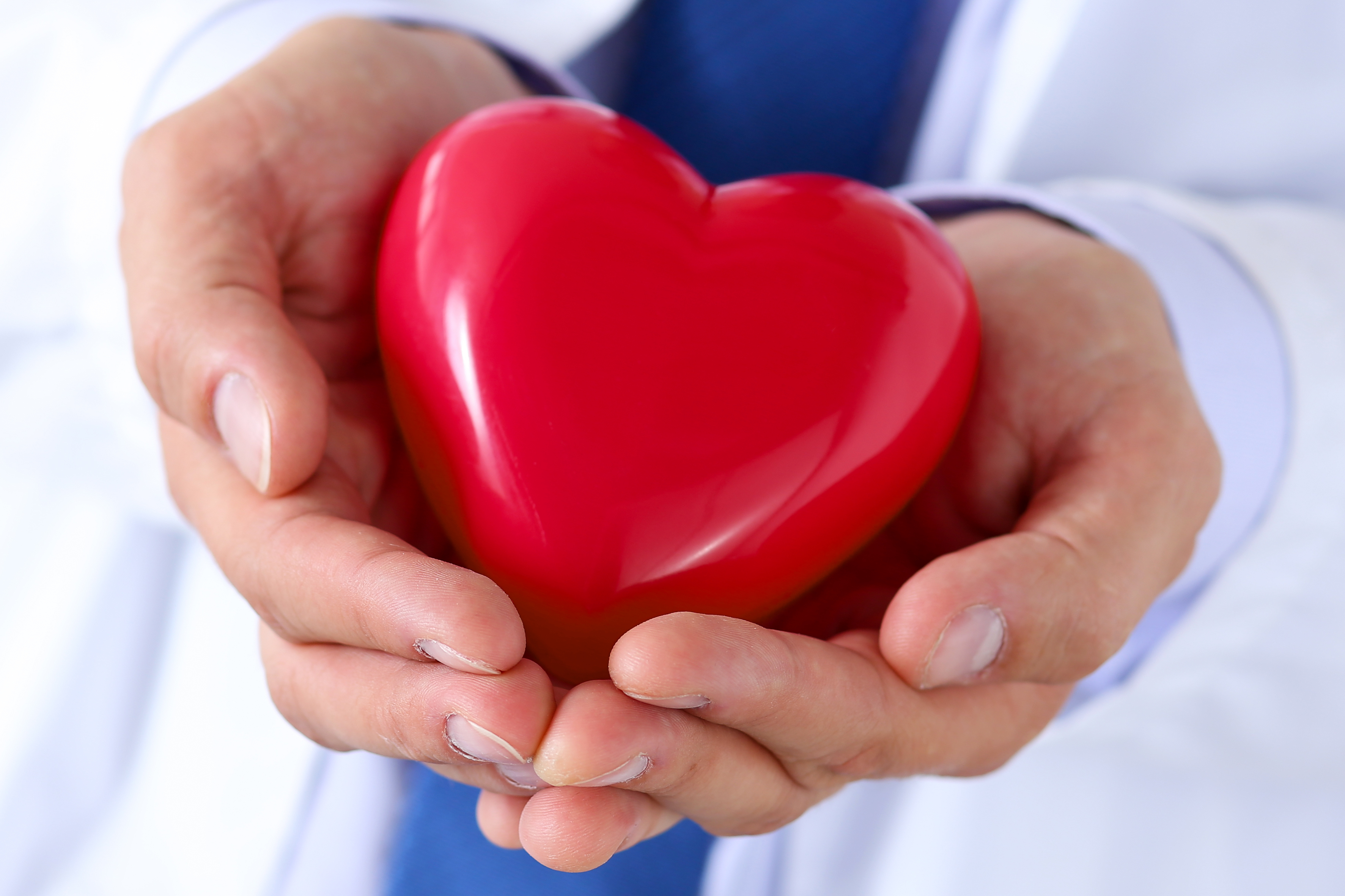 Doctor holding a heart in his hands.